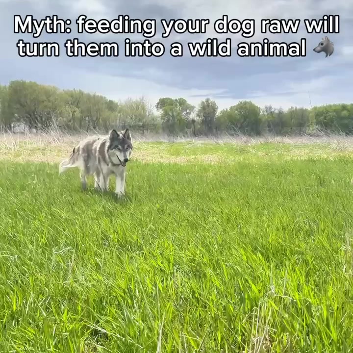 Real food. Real results🐾