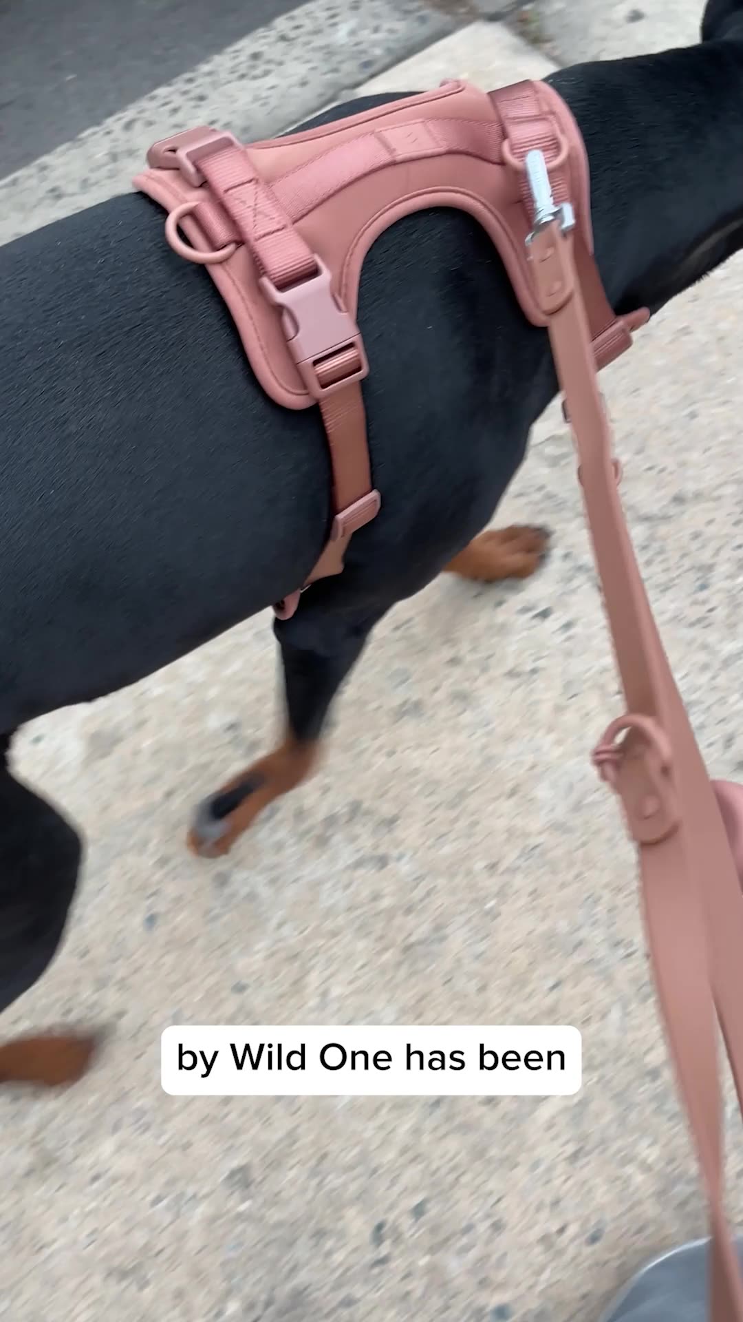 Cute Essentials for Cute Pups ❤️
