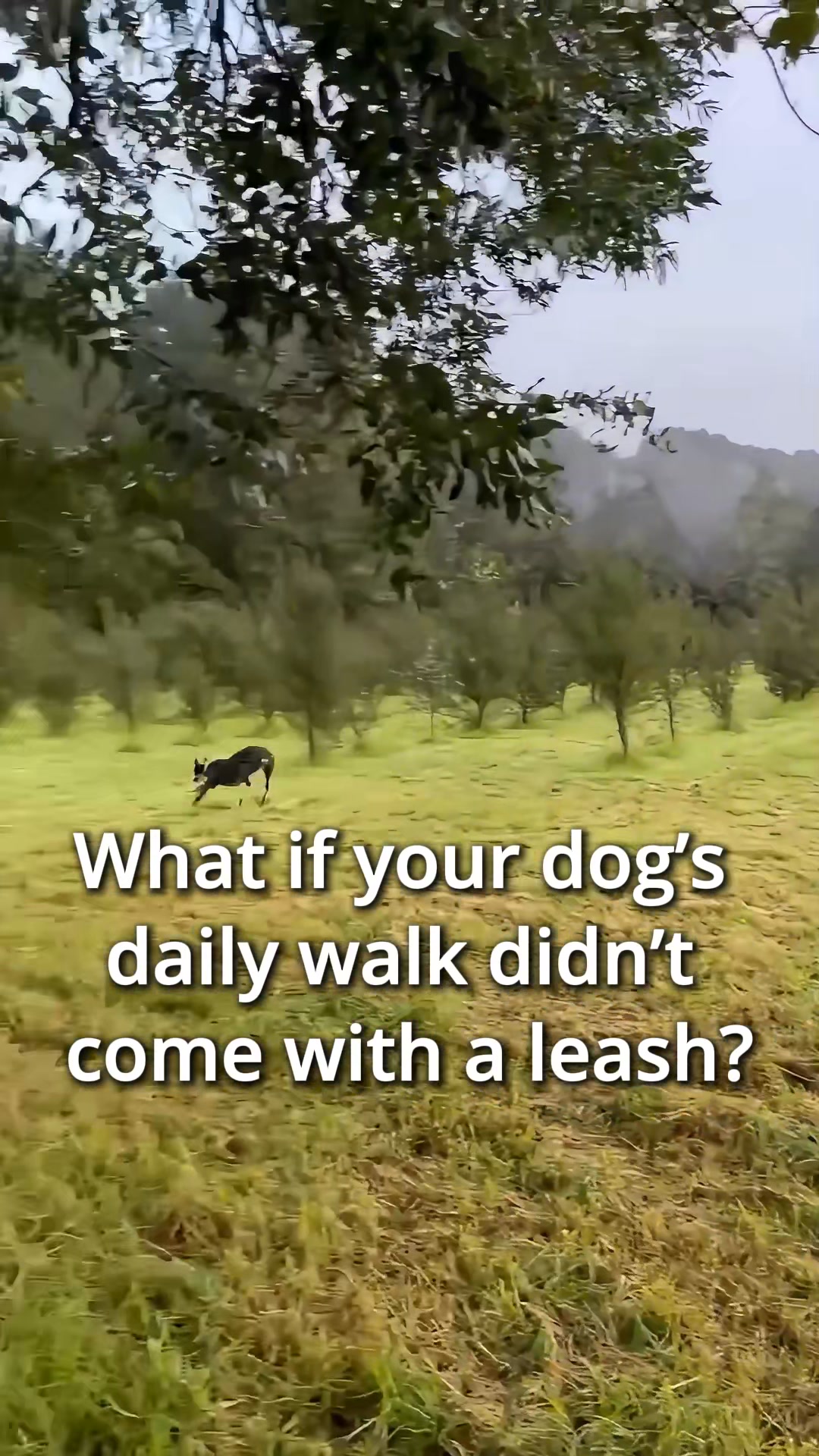 Your Dog's Next Adventure Awaits