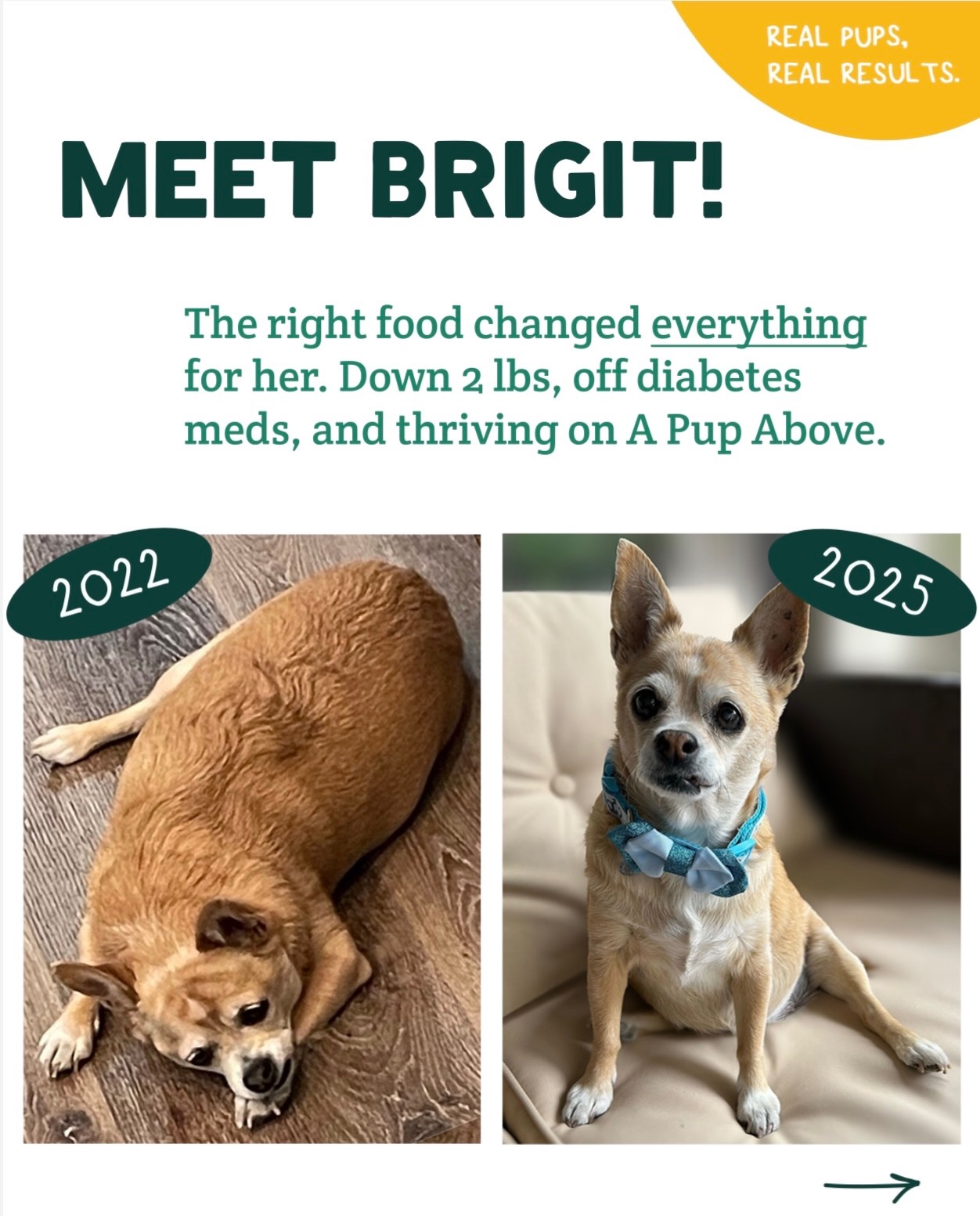 A Pup Above changed Brigit’s life ❤️ Since switching her food, she’s lost 2 pounds, no longer needs diabetes medication, and is absolutely thriving at 13! She is proof that the right food can make a real difference!

📸: 