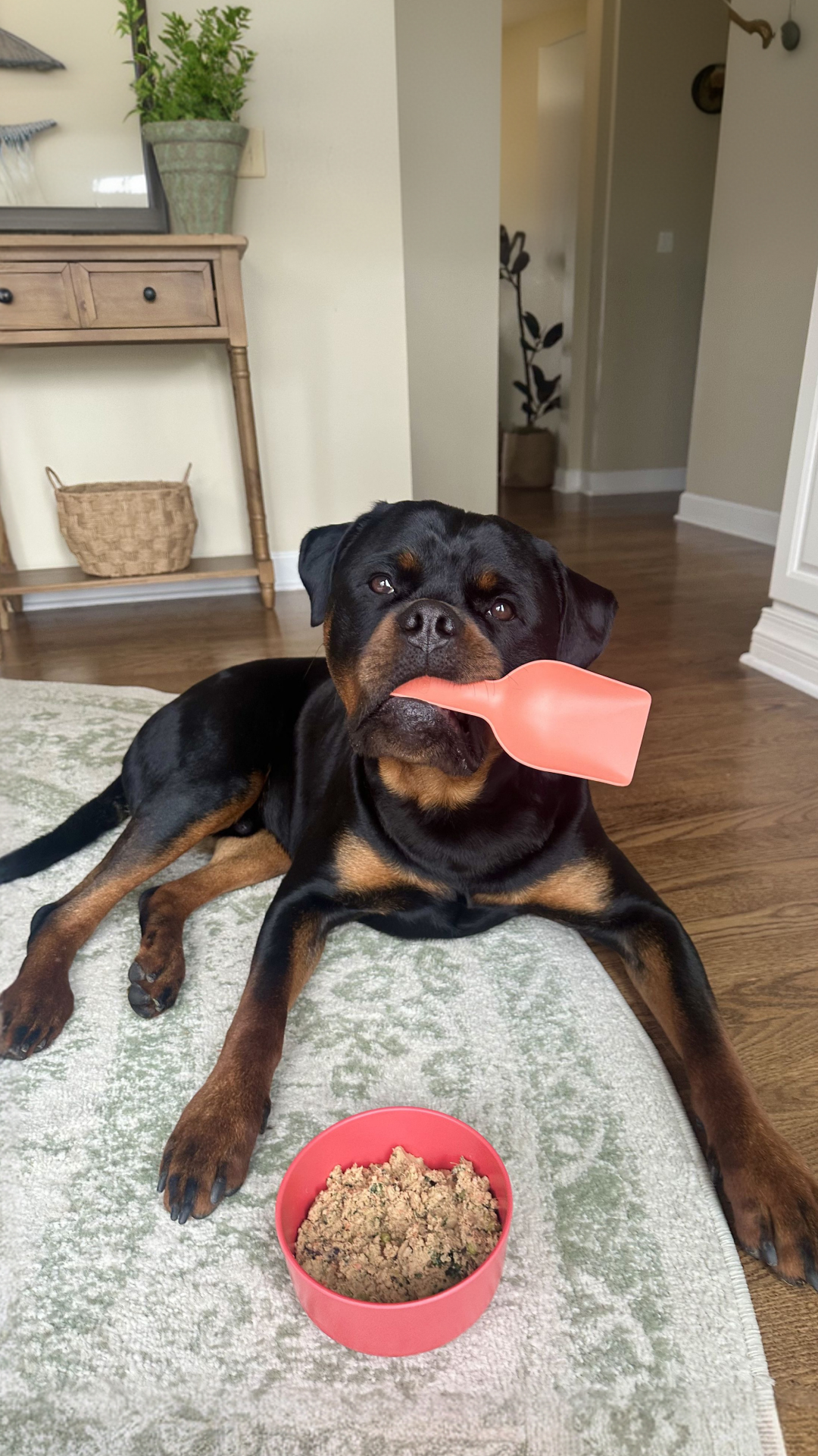 My dog is a total drama king about dinner, but now that we’ve switched to Ollie, he licks the bowl clean every time. 🐶  Get 50% off your first box and a free Welcome Kit at Ollie.com.