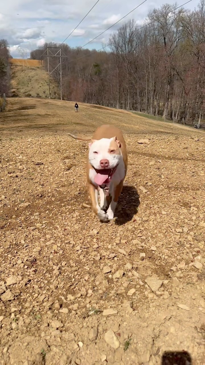 As owners of reactive dogs, we can’t thank @sniffspots hosts enough for offering their amazing land for our dogs to explore. Our lives are so much better because of you 💜💛

Want to try SniffSpot for yourself? Check out t