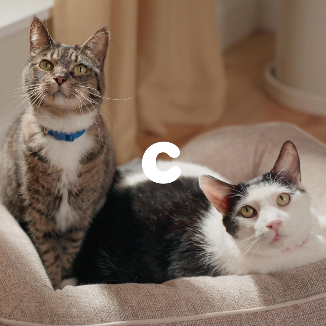 With Chewy, you'll never run out of the tailored nutrition your cats need & you'll never have to run out to the store.