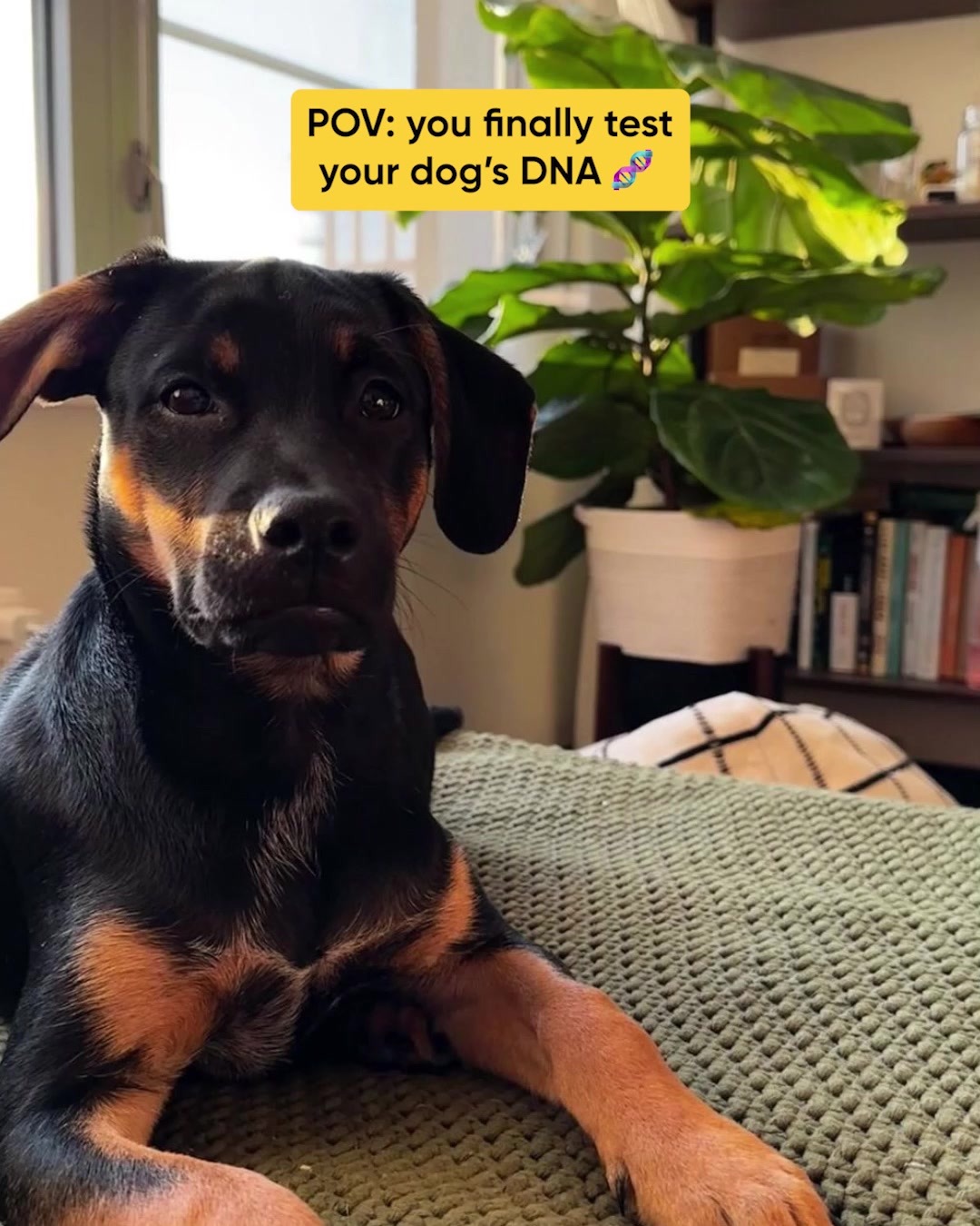 What unexpected breeds are hiding in your pup’s DNA? Find out with Embark, the most accurate Dog DNA Test on the market.