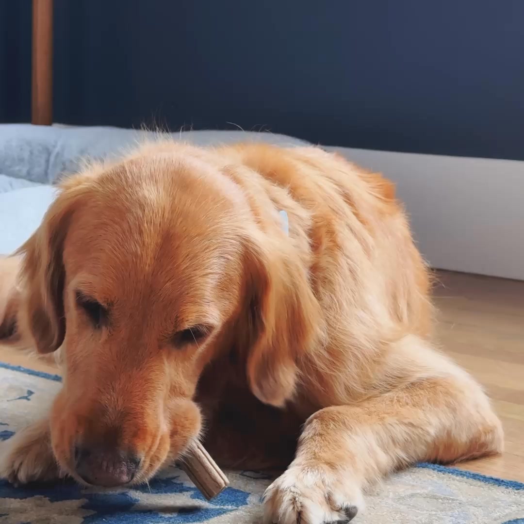 Humans and dogs agree, cleaner teeth and fresher breath with a taste dogs love, DentaLife is a win.