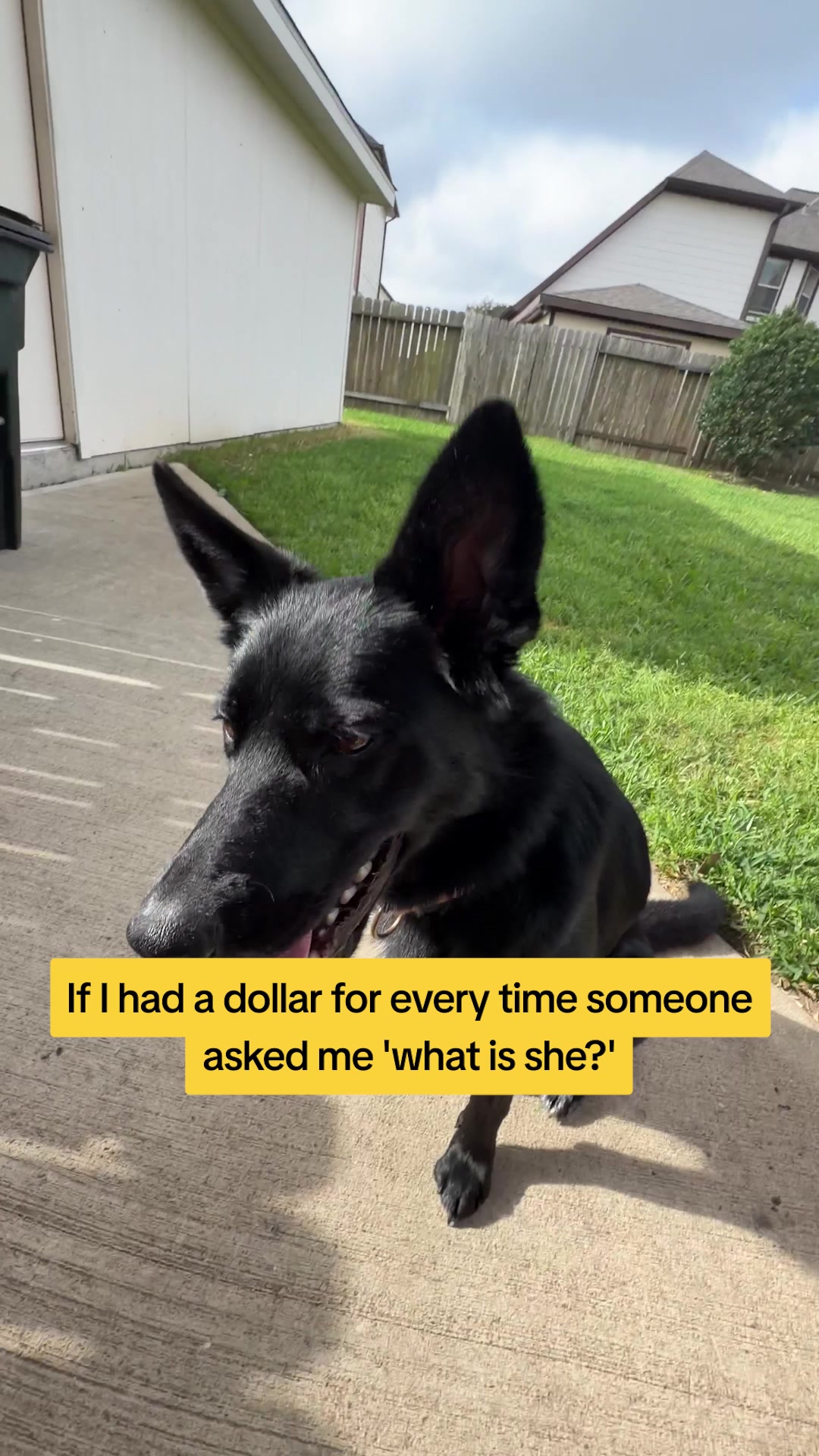 Rescue dogs often come with a mystery. A dog DNA test from Embark helped us uncover Butter’s story and stay one step ahead of his care.