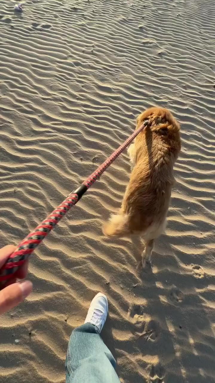 World's #1 Dog GPS Tracker