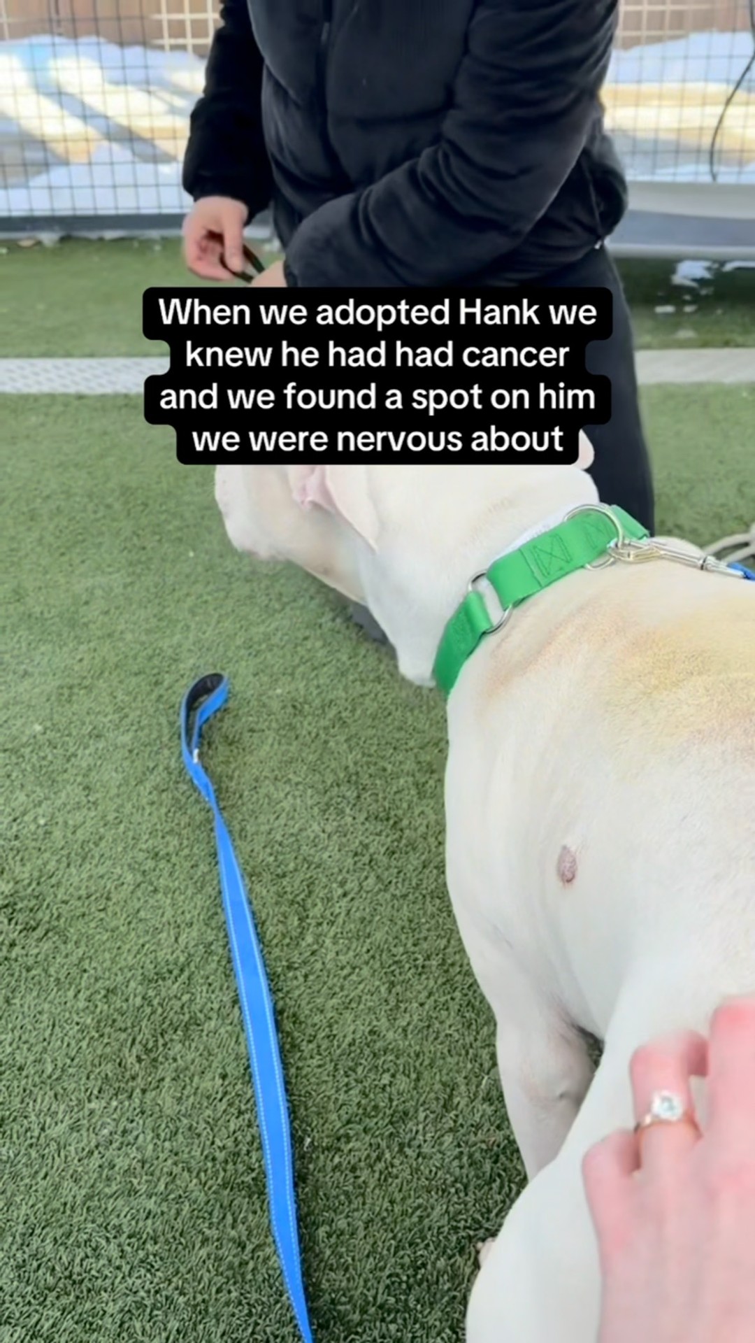 We’ll always be so so thankful to every receptionist, specialist, veterinarian, tech, and nurses at @bondvetclinic who helped Hank and us through this time. There were times when making choices for Hank felt overwhelming