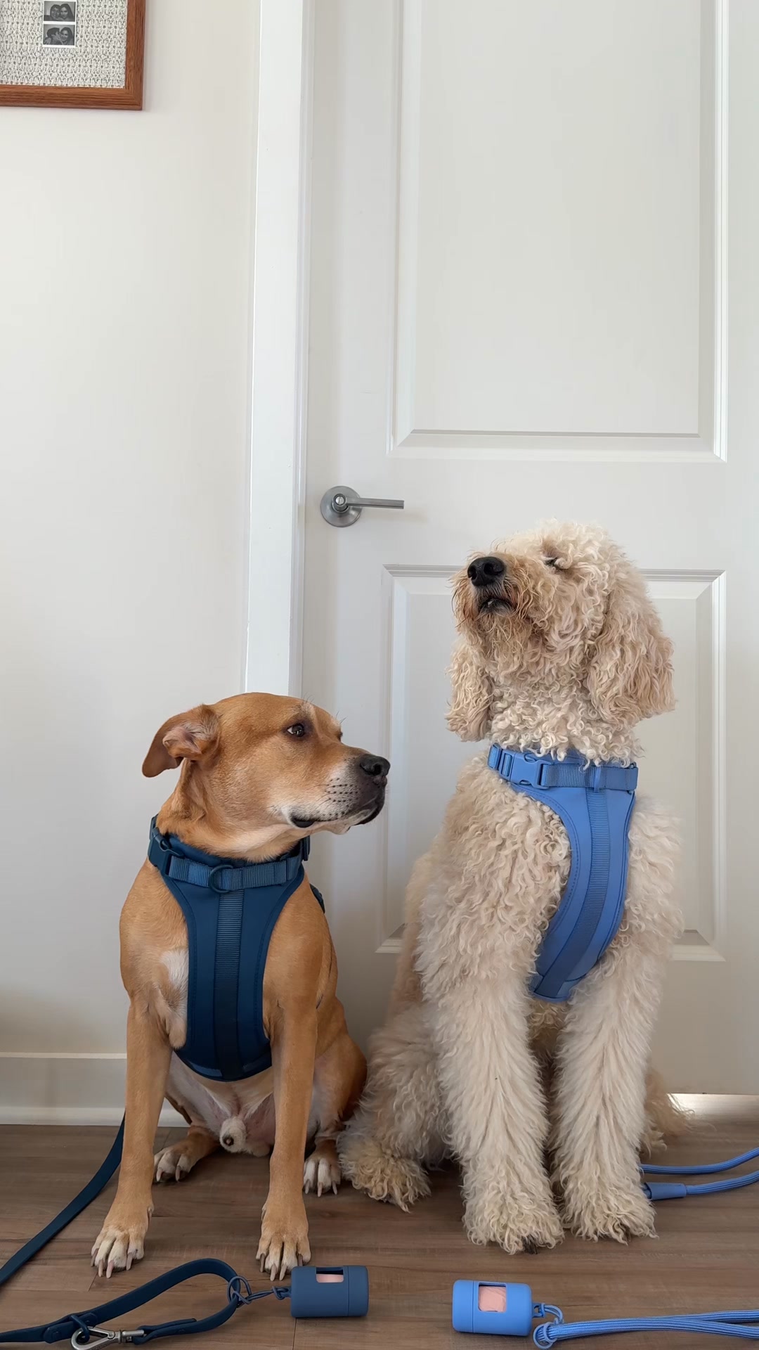 Cute Essentials for Cute Pups ❤️