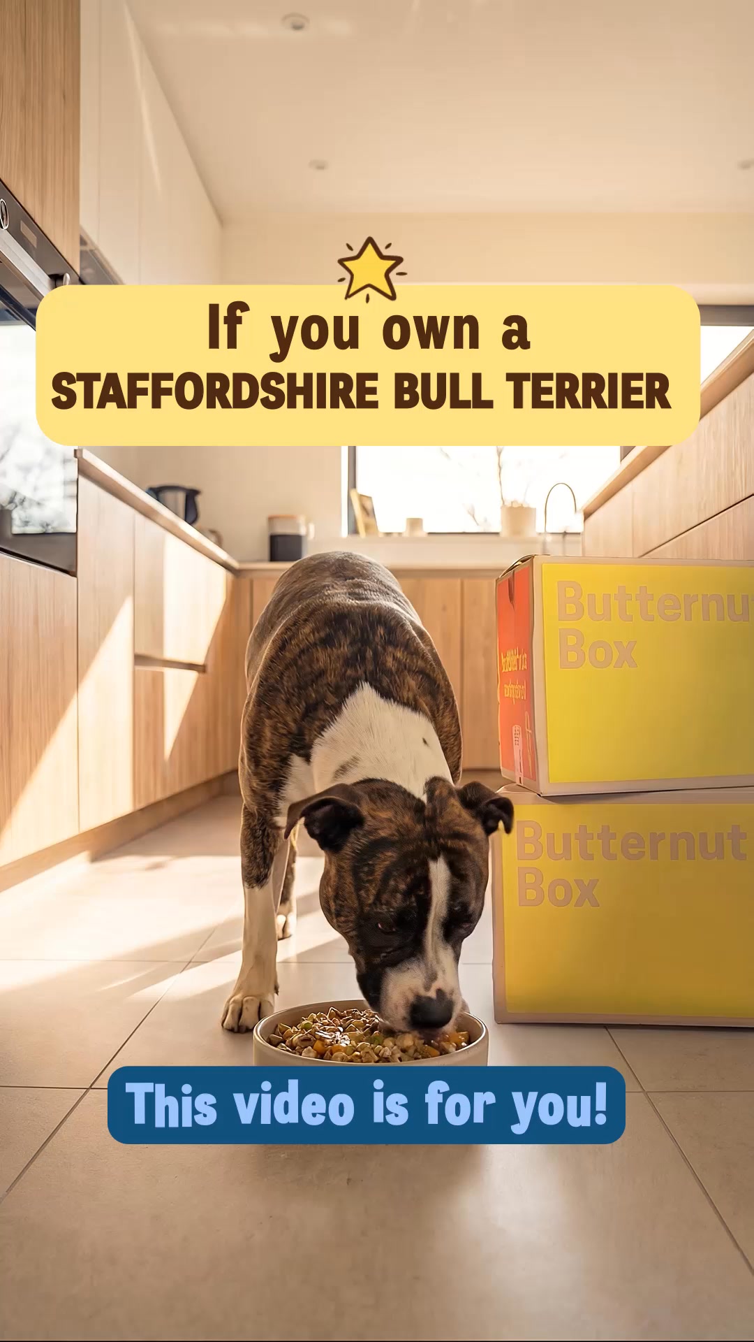🐶 WANTED: STAFFORDSHIRE BULL TERRIER owners who want to TEST 3 months of Butternut Box for FREE! 🐶