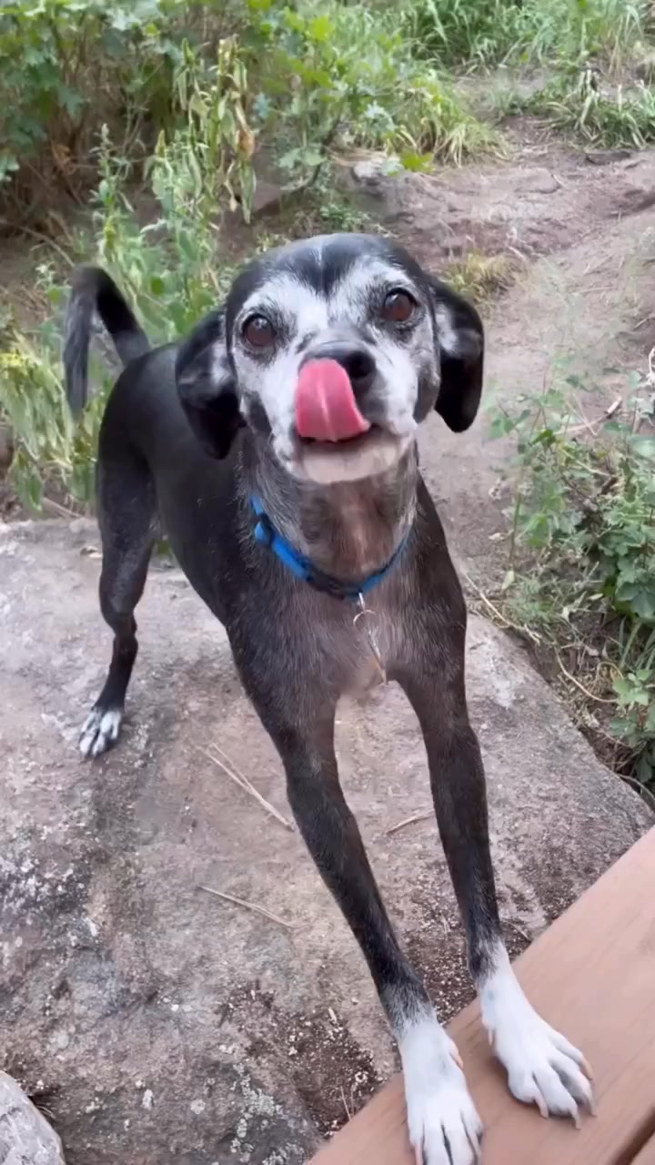 Now you can finally answer, “What kind of dog is that?”

Video Credits @paws.in.pursuit