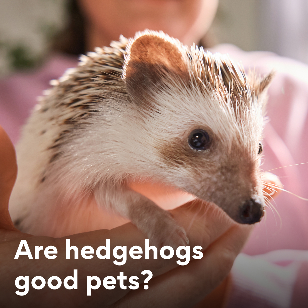 What to know before getting a hedgehog