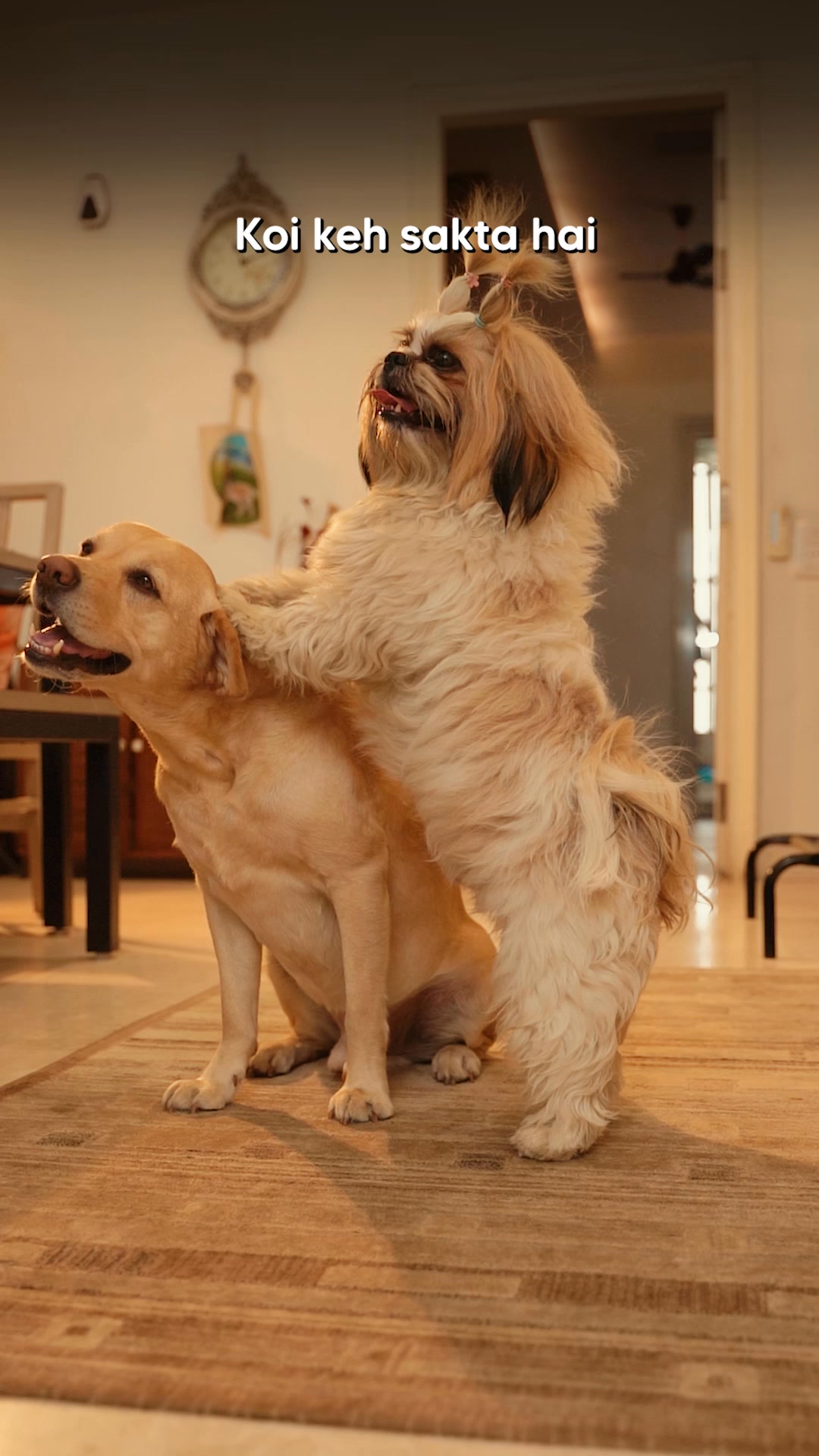Two brothers, total opposites... BUT ONE FAVOURITE!

Yum Nums are the most fun way to treat healthy, & dog parents across India agree! 🥹 Made with 100% real & human-grade ingredients, rich source of protein, iron & essen