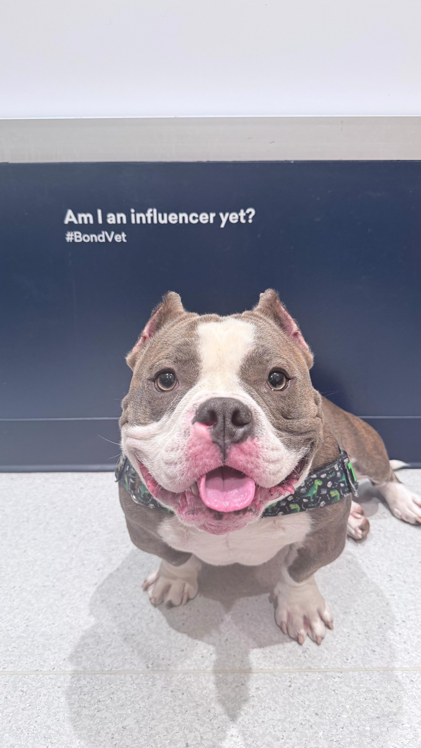 This is Toad. He was abandoned at a vet with pneumonia and a bruised lung. Left there by the people who were supposed to protect him. 

Toad came into our lives already carrying so much, physically and emotionally. And a