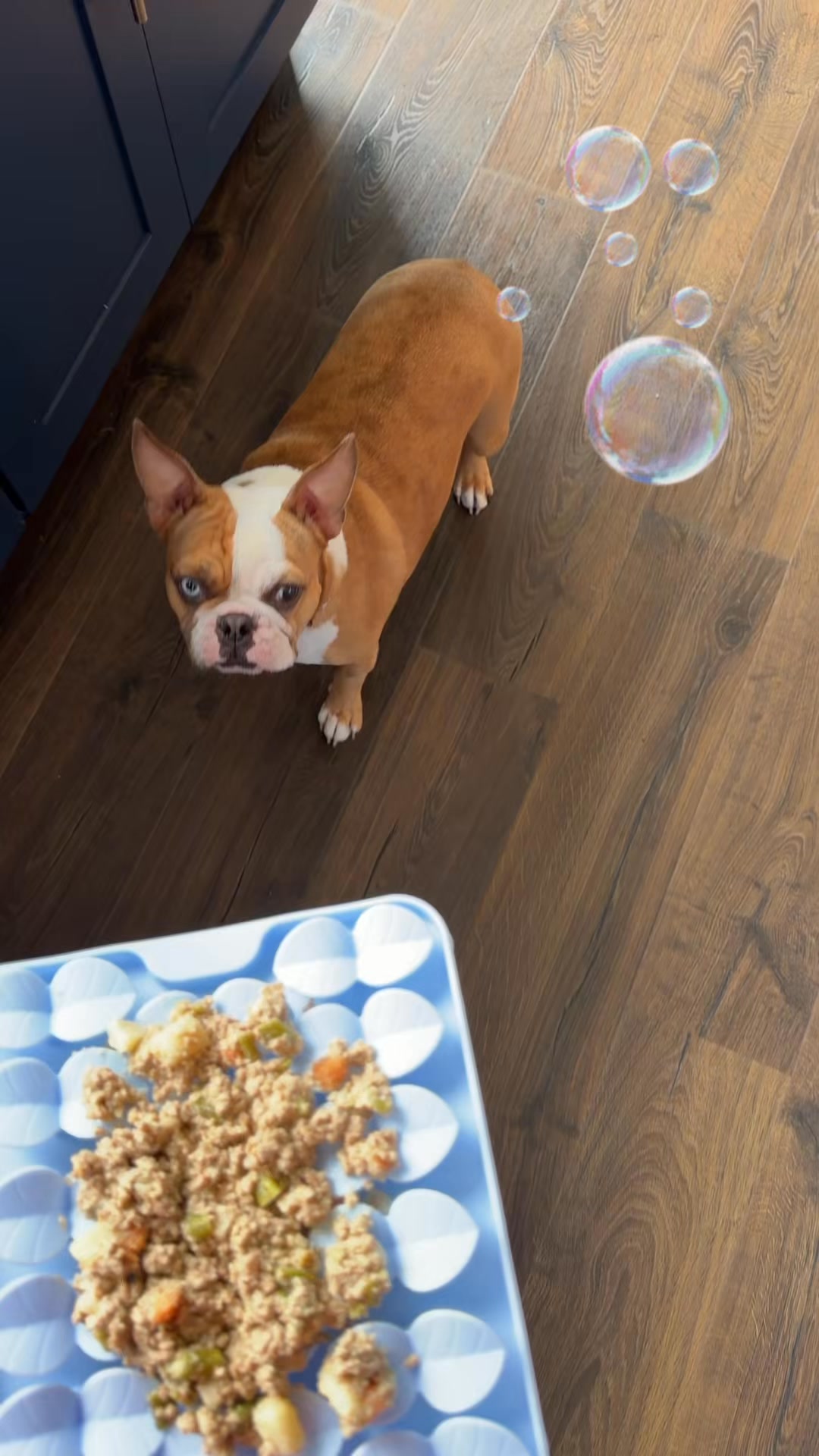Feeding real, fresh food has real, healthy benefits for dogs. Get 50% off your first box and give your dog a fresh start.
