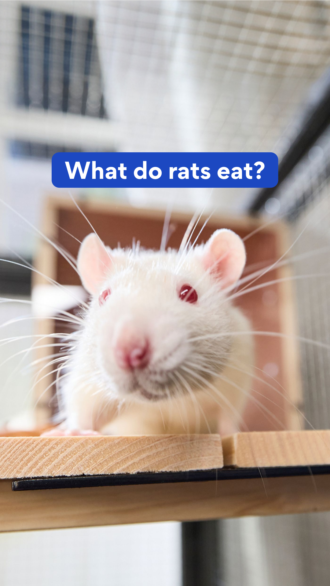 A guide to feeding pet rats