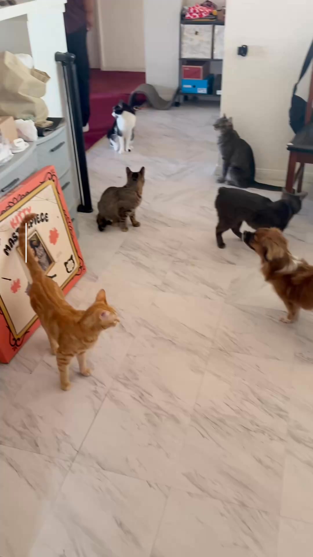 Premium Raw Cat Food