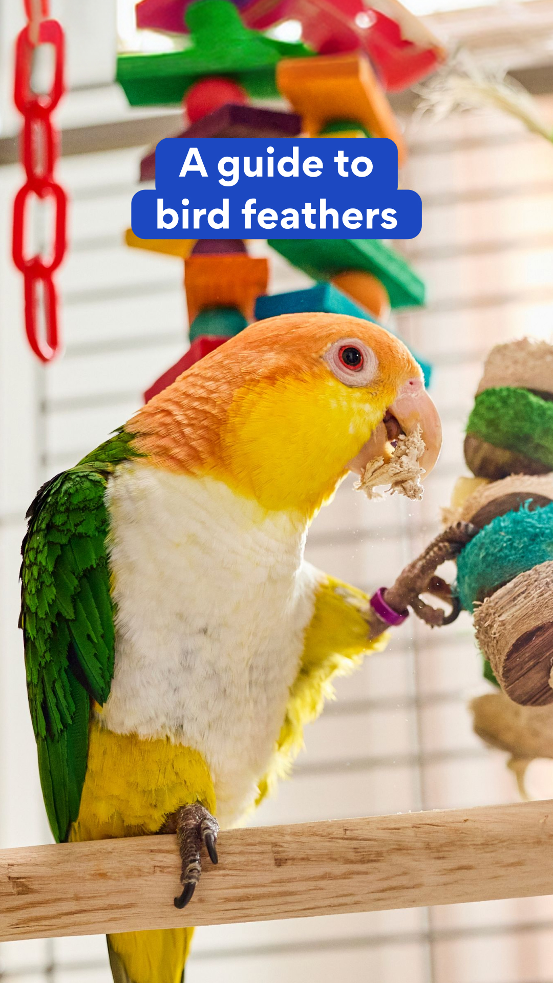 Bird feather basics