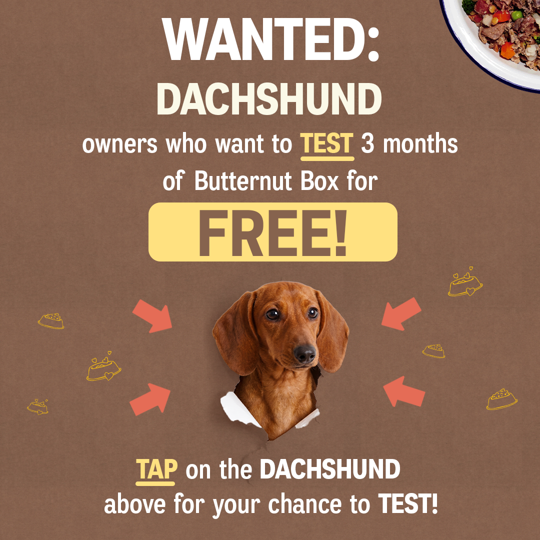 🐶 WANTED: DACHSHUND owners! 🐶