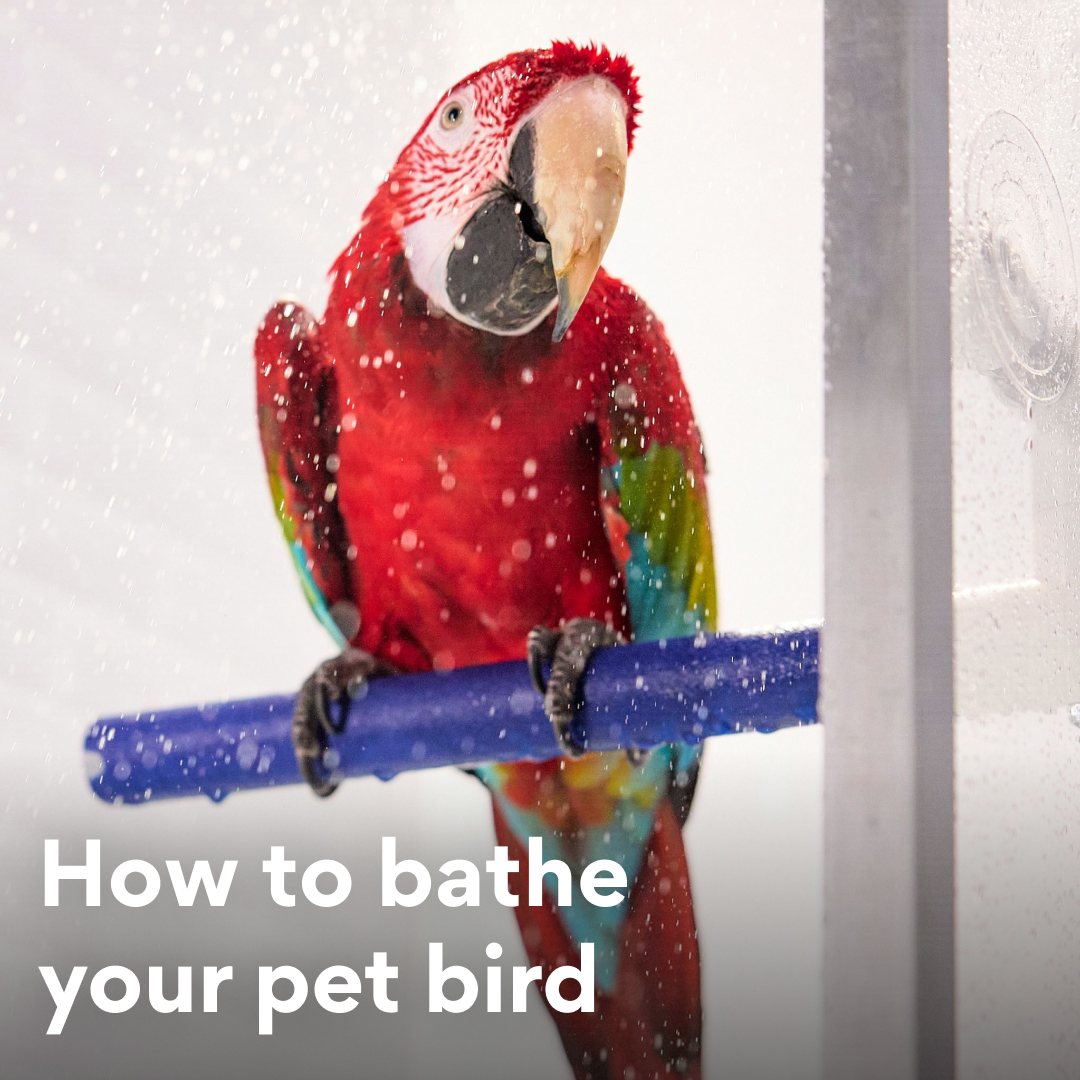 Bird bathing tips
