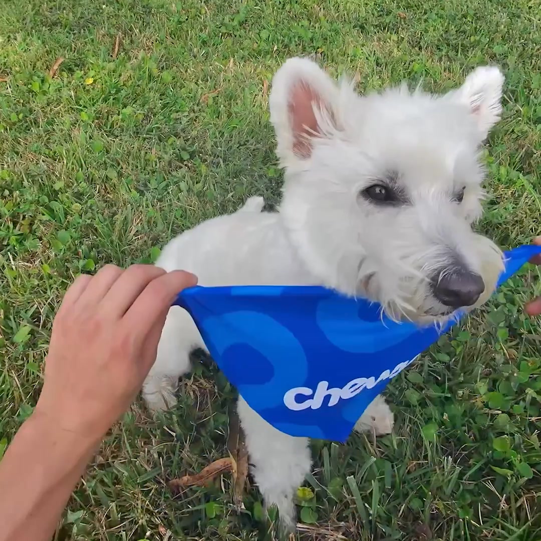 Protect your pet this summer