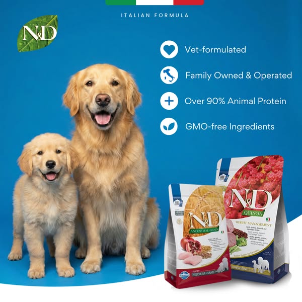Upgrade Your Dog’s Bowl