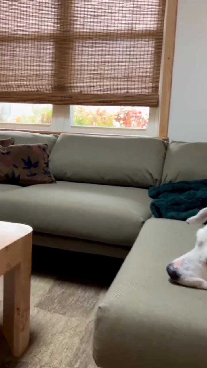 Pet-Friendly Furniture
