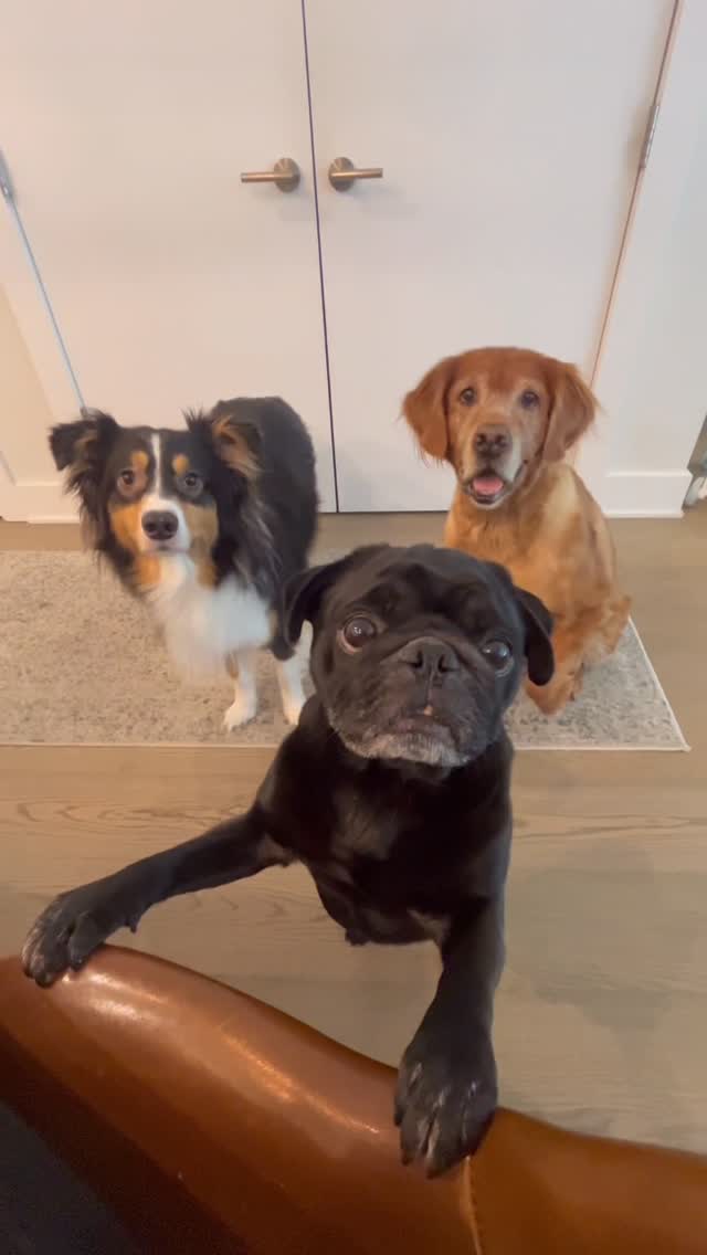 They said we want breakfast too 🐶🍳🥓 The All Day Breakfast is limited-time (until May 23)! It’s human-grade, made fresh in small batches & only at JustFoodForDogs kitchens 🤍
